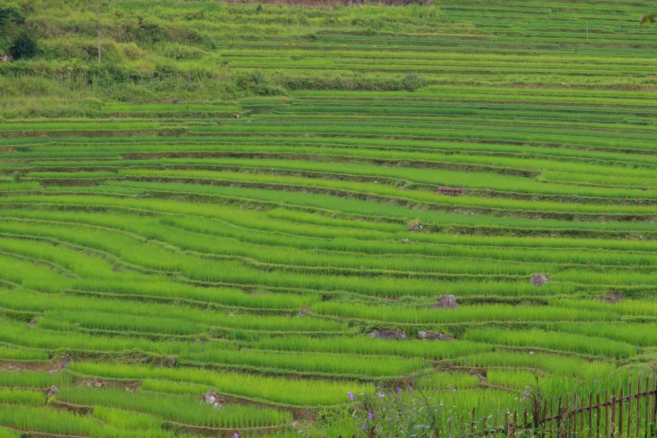 Kho gạo của Nguyễn Thành Hưng